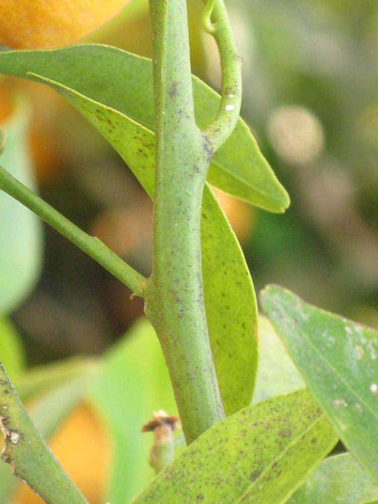            First year twig (Riverside, CA)   